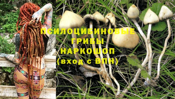 прущие грибы Абдулино